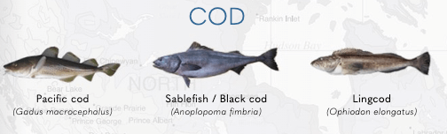 A visual of the 3 main types of cod fish