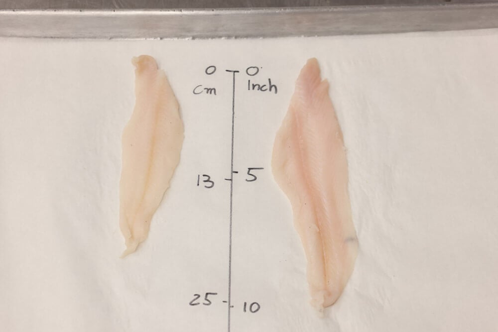 The size of a sole fillet on the sheetpan