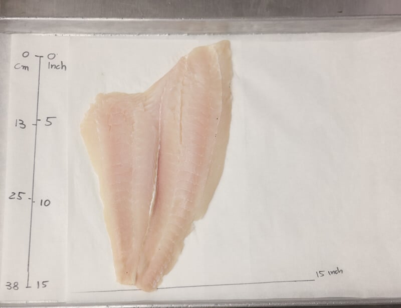 The size of a Flounder fillet on the sheetpan
