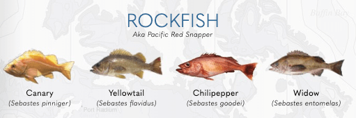 A visual of the different types of rockfish