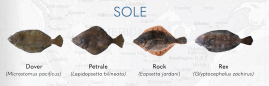 A visual of the different types of Sole